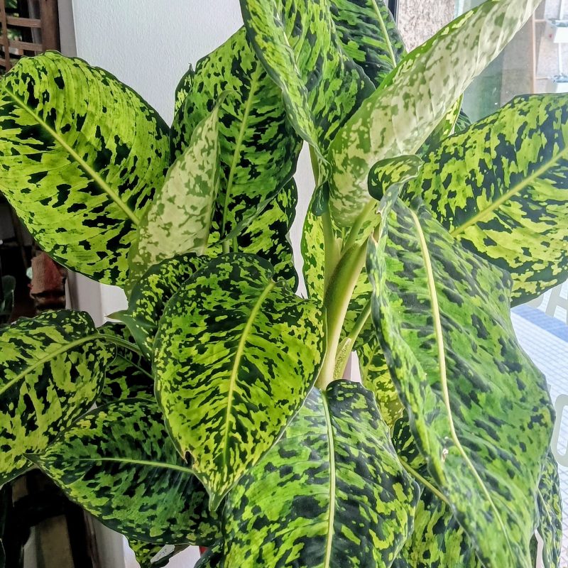 Dieffenbachia | Planta da Inveja