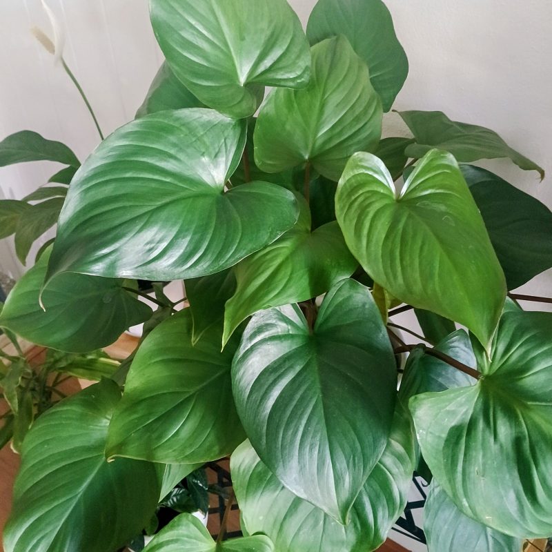 Homalomena Rubescens