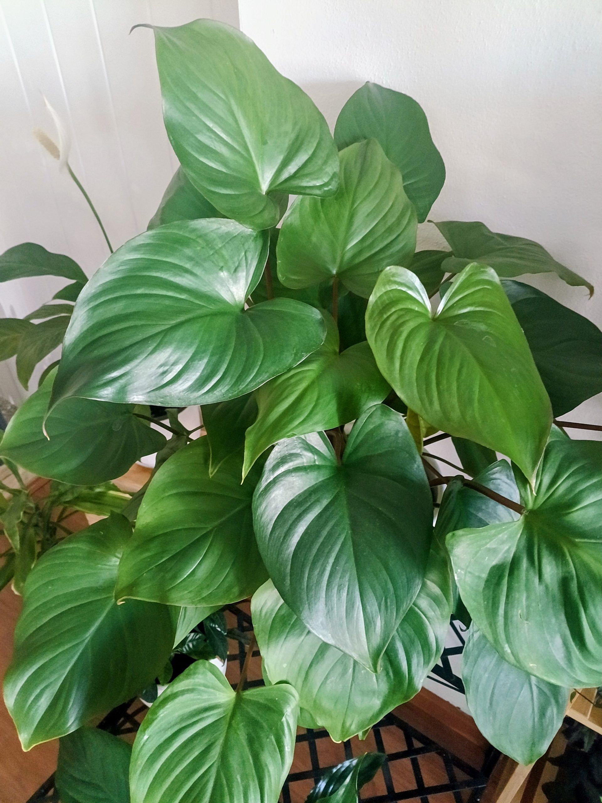 Homalomena Rubescens