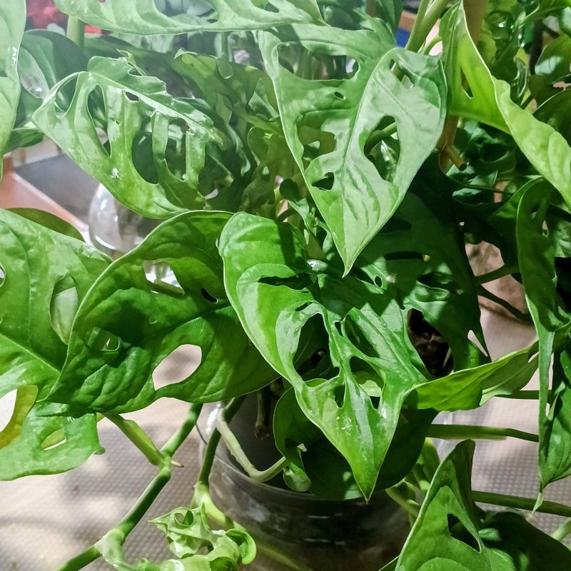 Monstera obliqua ‘Monkey Mask’