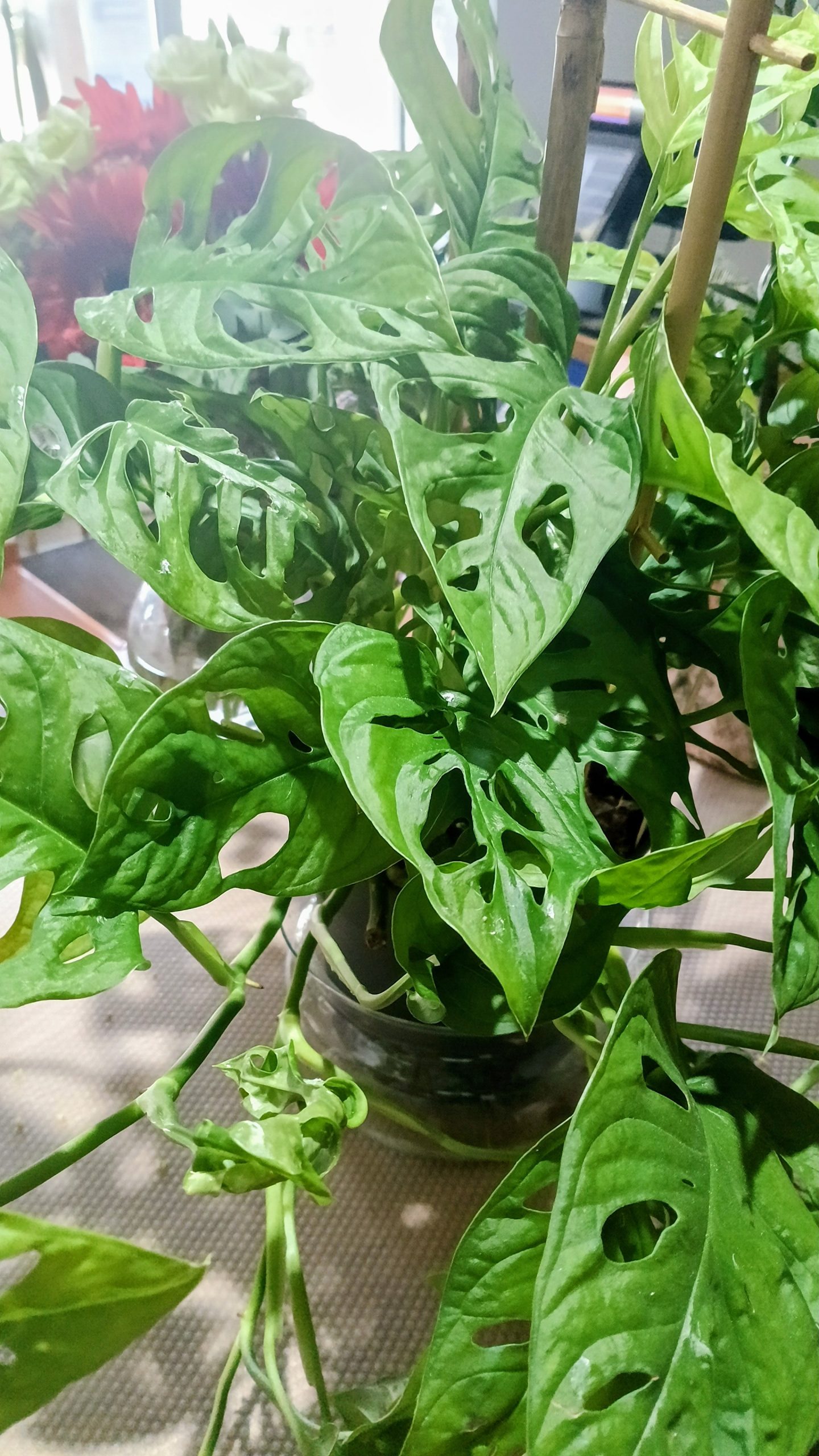 Monstera obliqua ‘Monkey Mask’