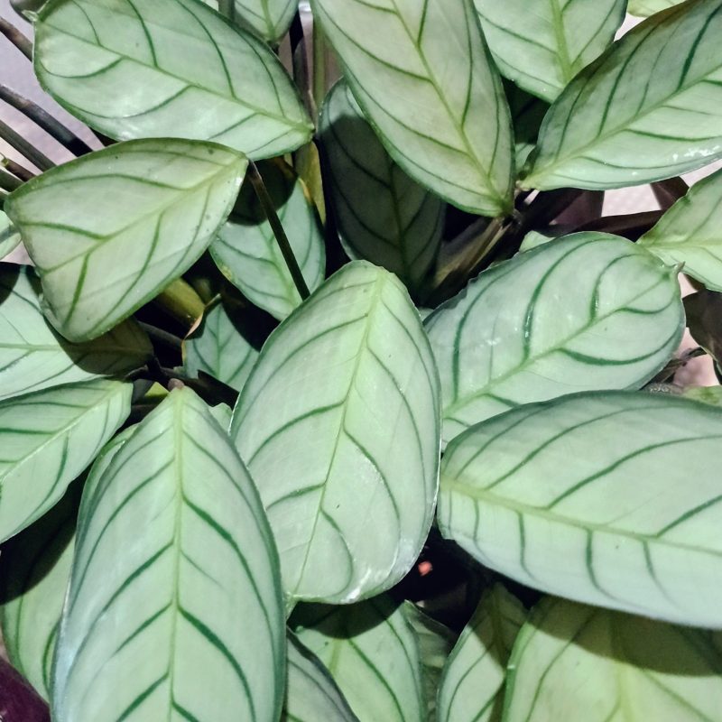 Ctenanthe Burle-Marxii ‘Amagris’