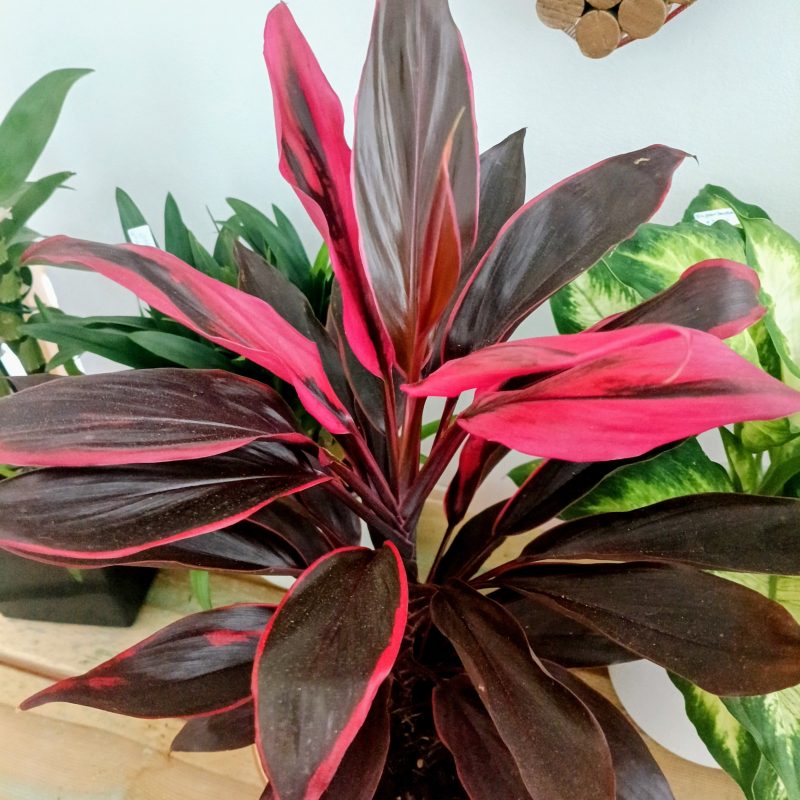 Cordyline fruticosa