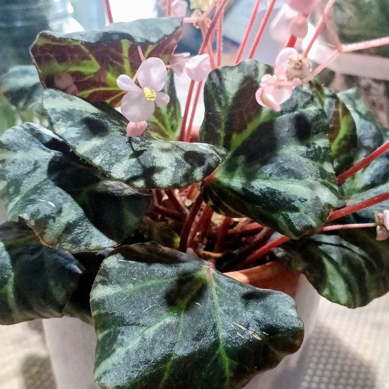 Begonia Leaf Bebeijn