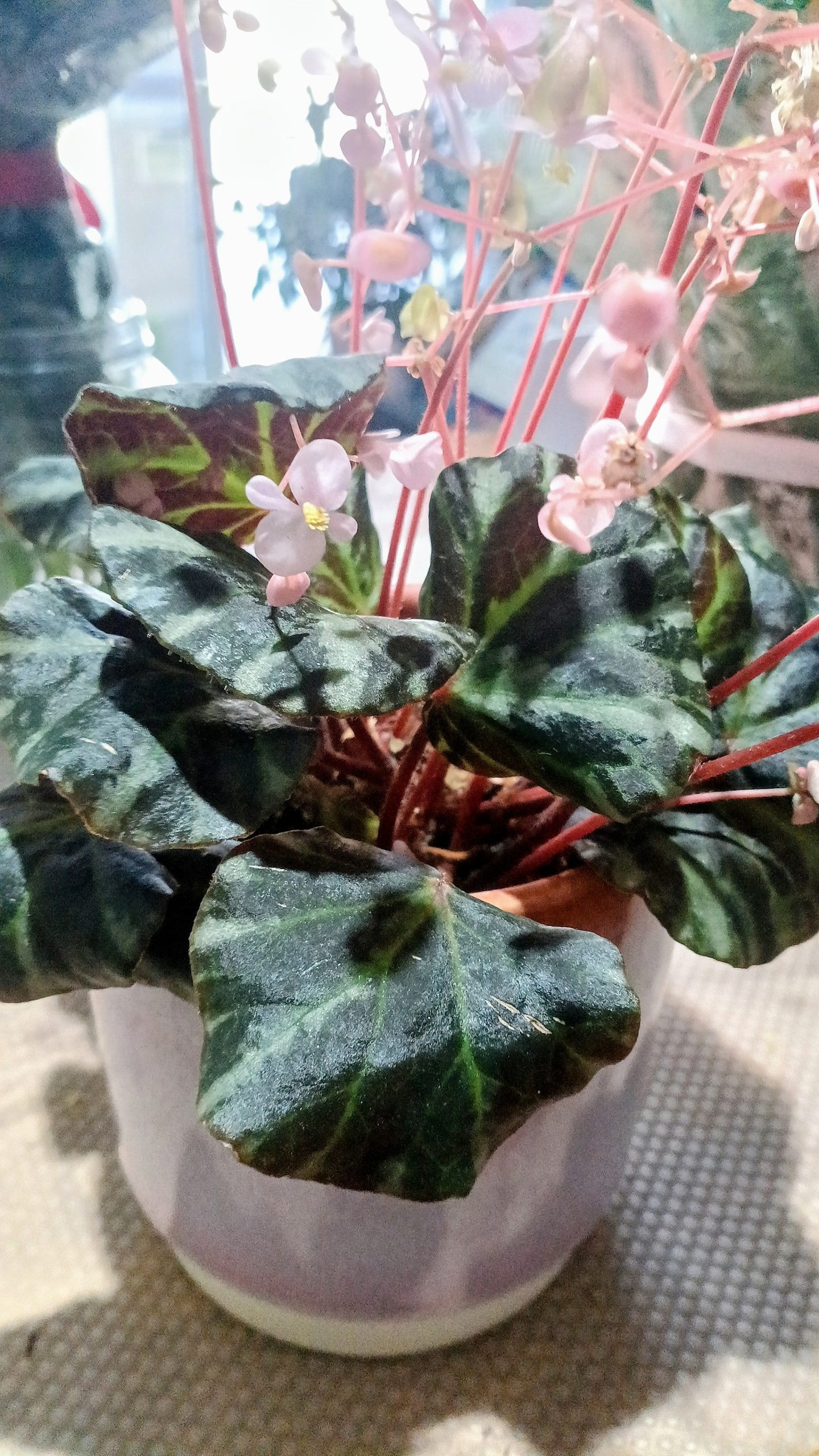 Begonia Leaf Bebeijn
