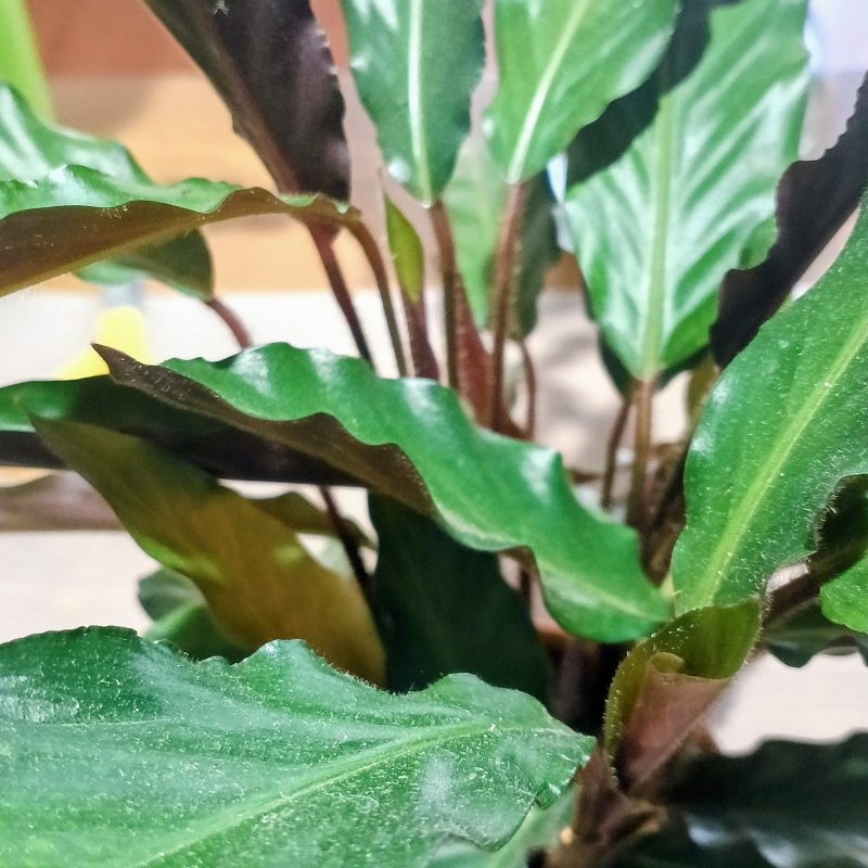 Calathea rufibarba