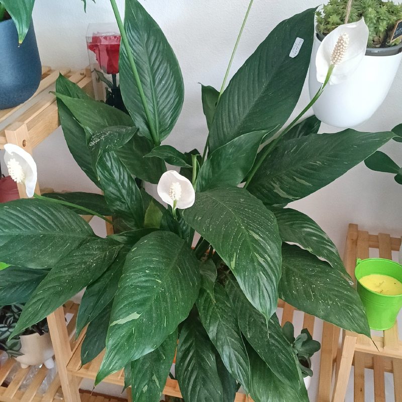 Spathiphyllum
