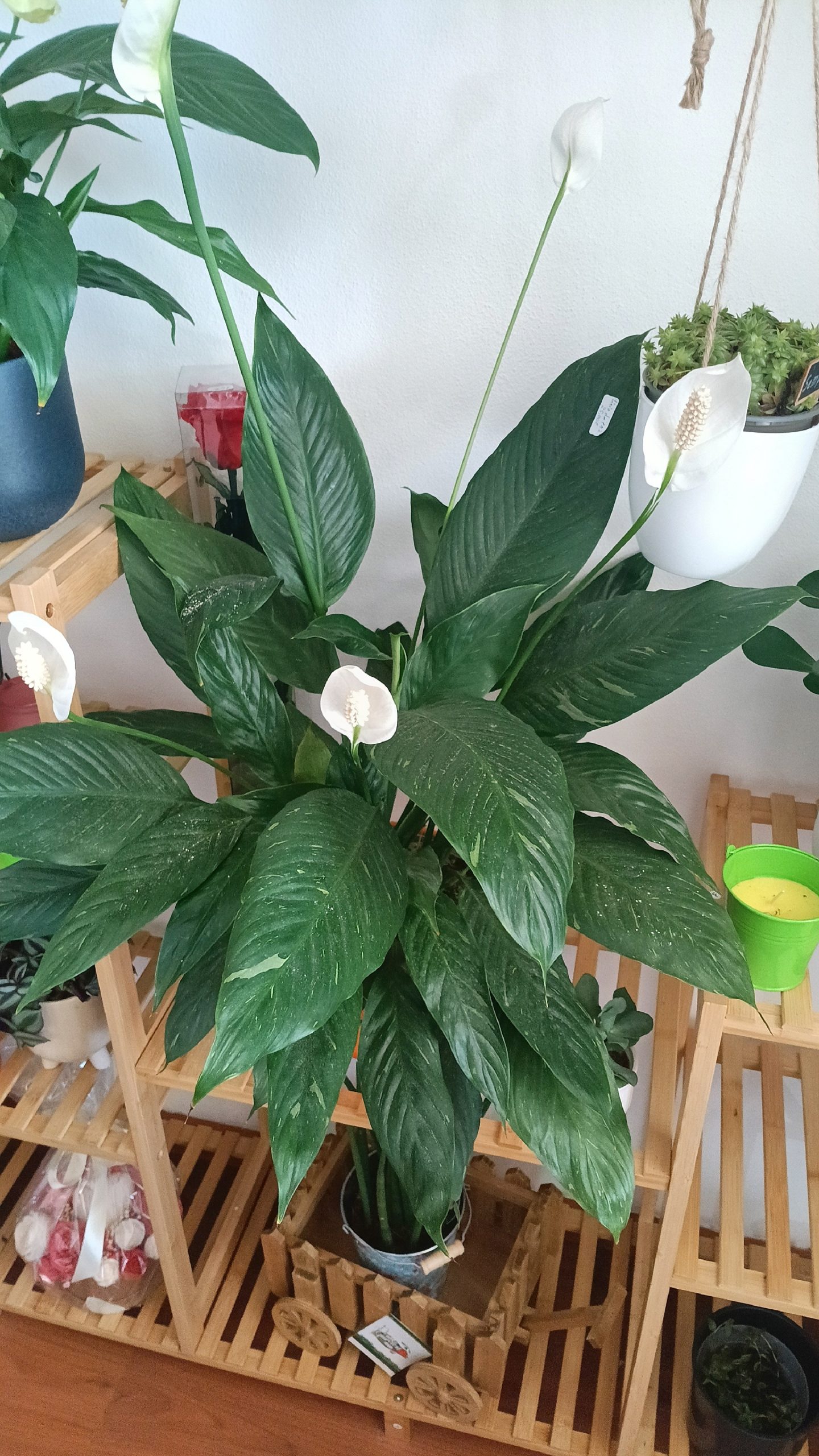 Spathiphyllum