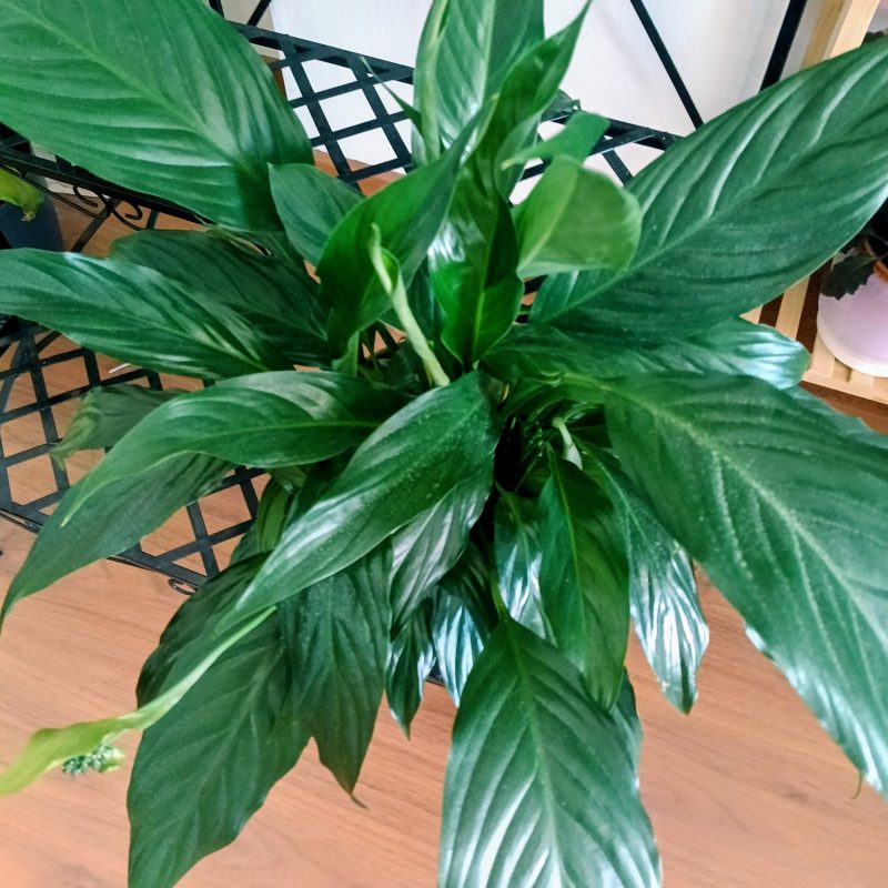 Lírio-da-Paz (Spathiphyllum)