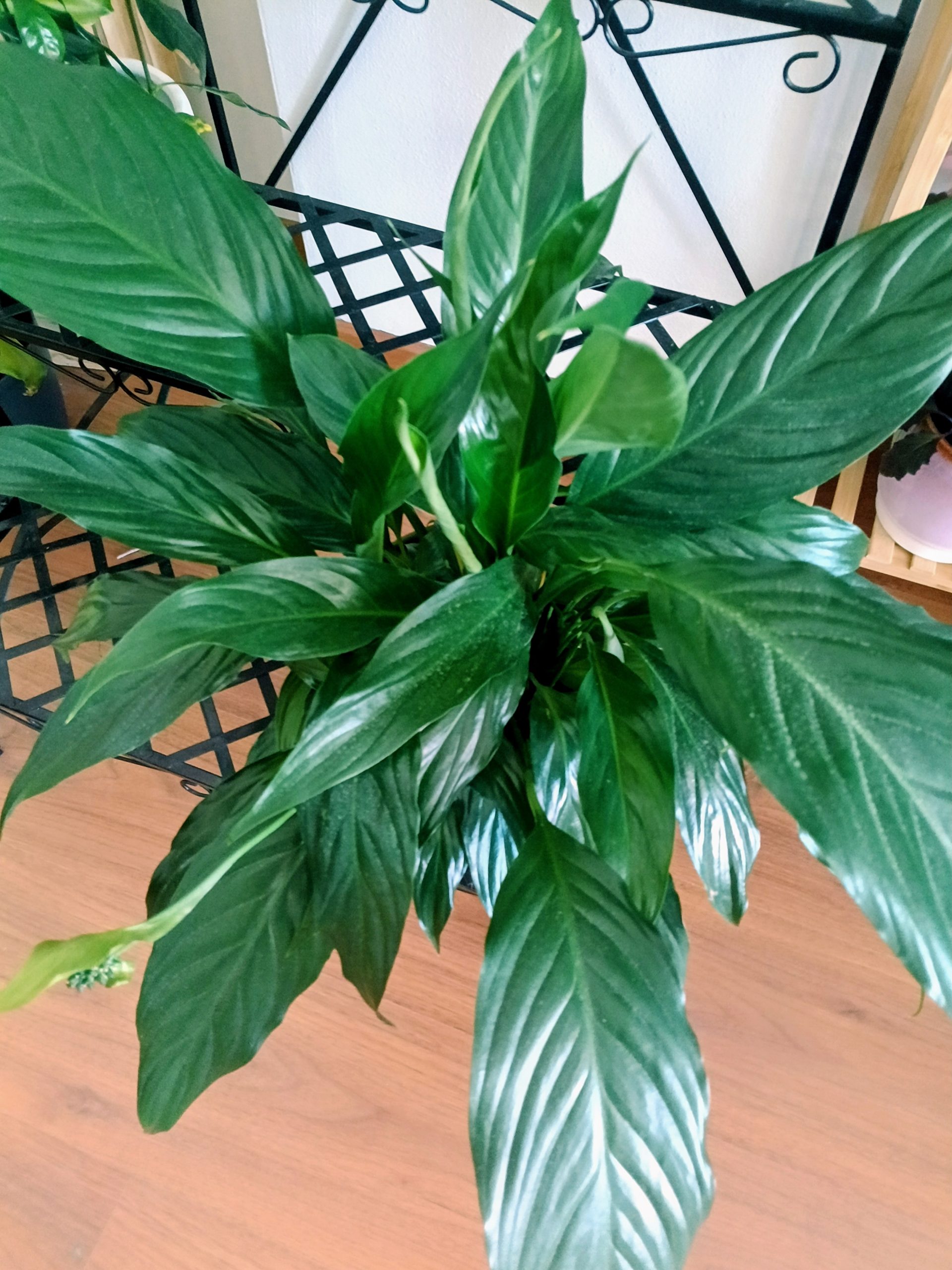 Lírio-da-Paz (Spathiphyllum)