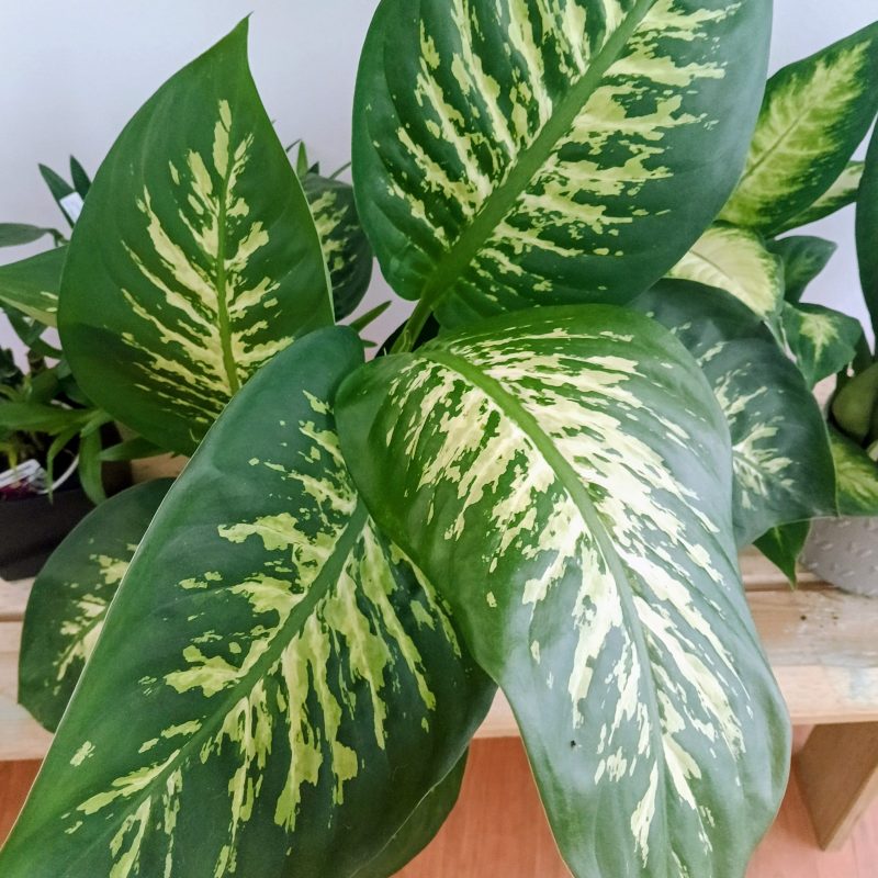 Dieffenbachia | Planta da Inveja
