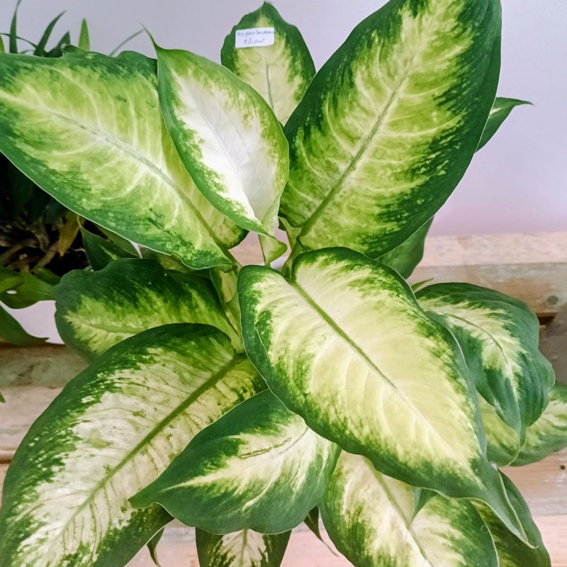 Dieffenbachia | Planta da Inveja