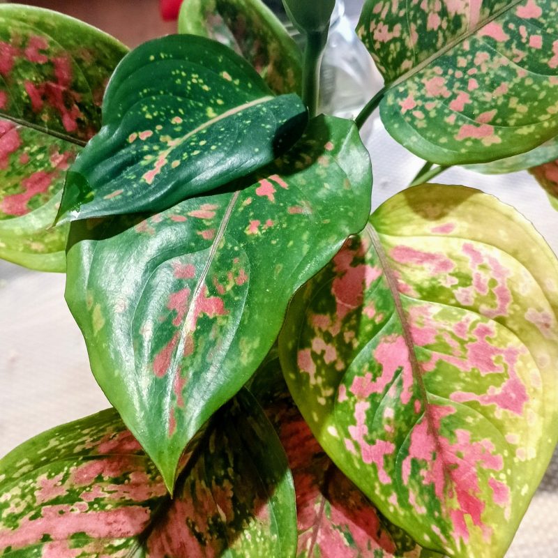 Aglaonema ‘Rich Red’