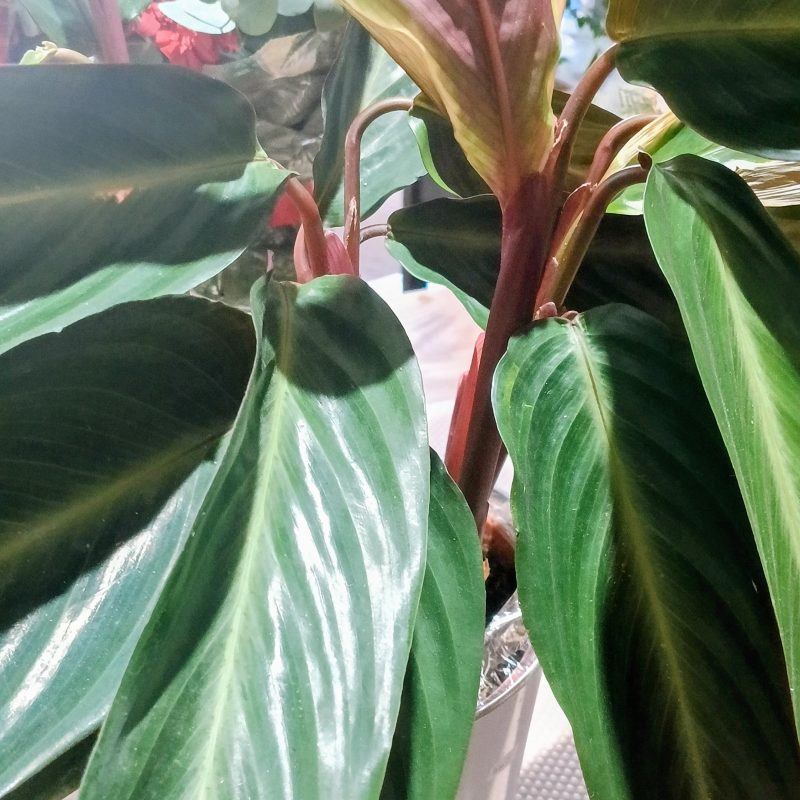 Calathea rufibarba