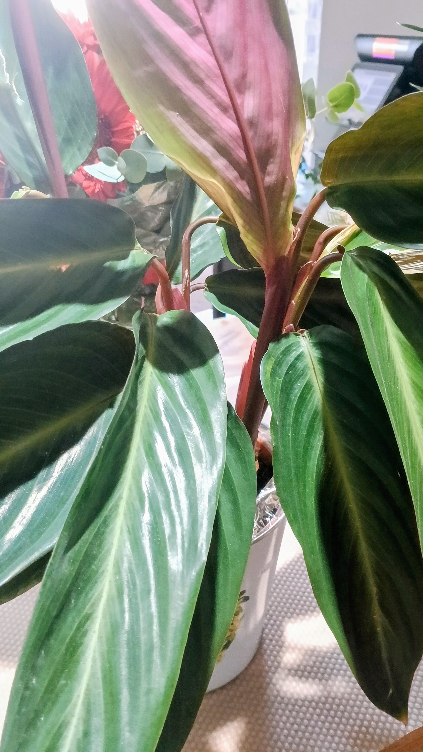 Calathea rufibarba